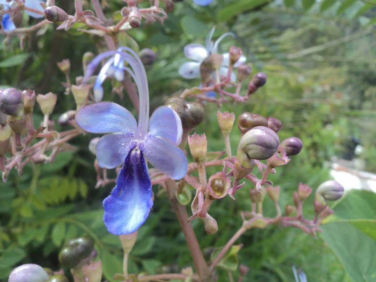 Rotheca serrata (L.) Steane & Mabb.